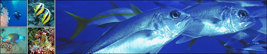 Learn scuba diving with Hedgehog Divers in Munich