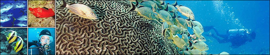 Tauchen lernen mit Hedgehog Divers in München, Deutschland