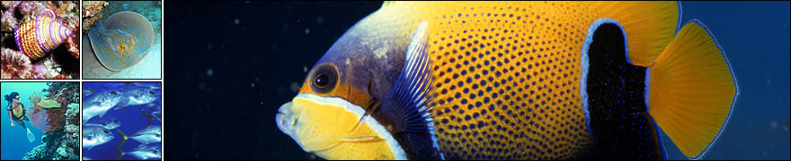 Tauchen lernen mit Hedgehog Divers in München