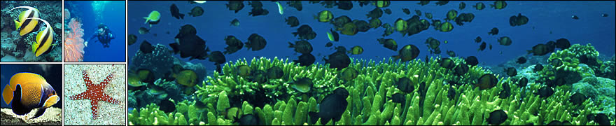 Learn scuba diving with Hedgehog Divers in Munich