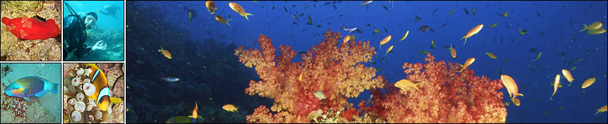 Learn scuba diving with Hedgehog Divers in Munich