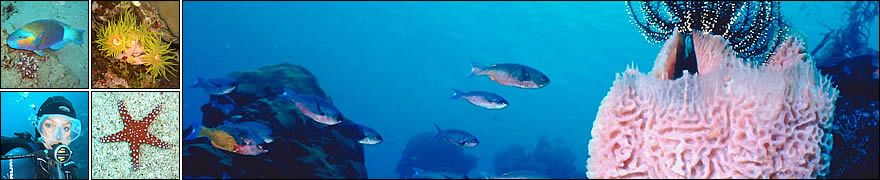 Hedgehog Divers Specials - Besondere Tauchkursangebote