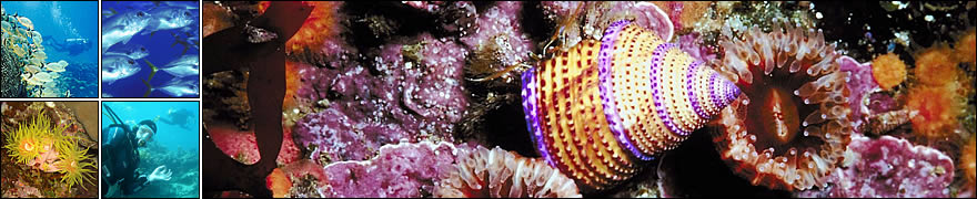 Tauchen lernen mit Hedgehog Divers in München, Bayern Deutschland