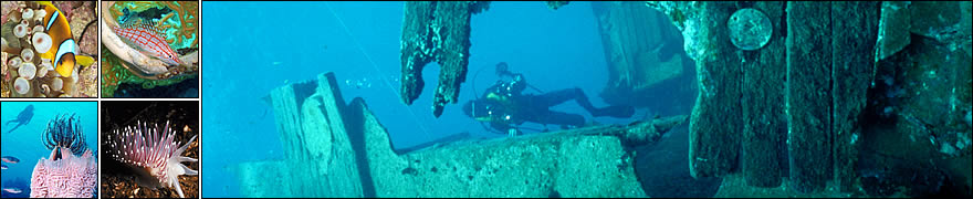 Learn scuba diving with Hedgehog Divers in Munich