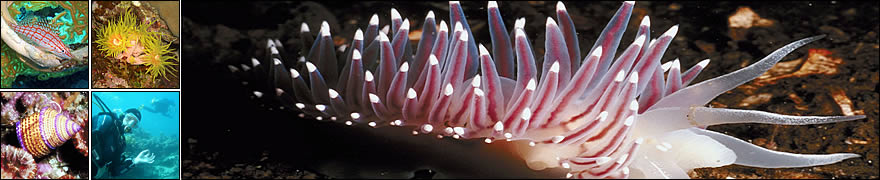 Learn scuba diving with Hedgehog Divers in Munich